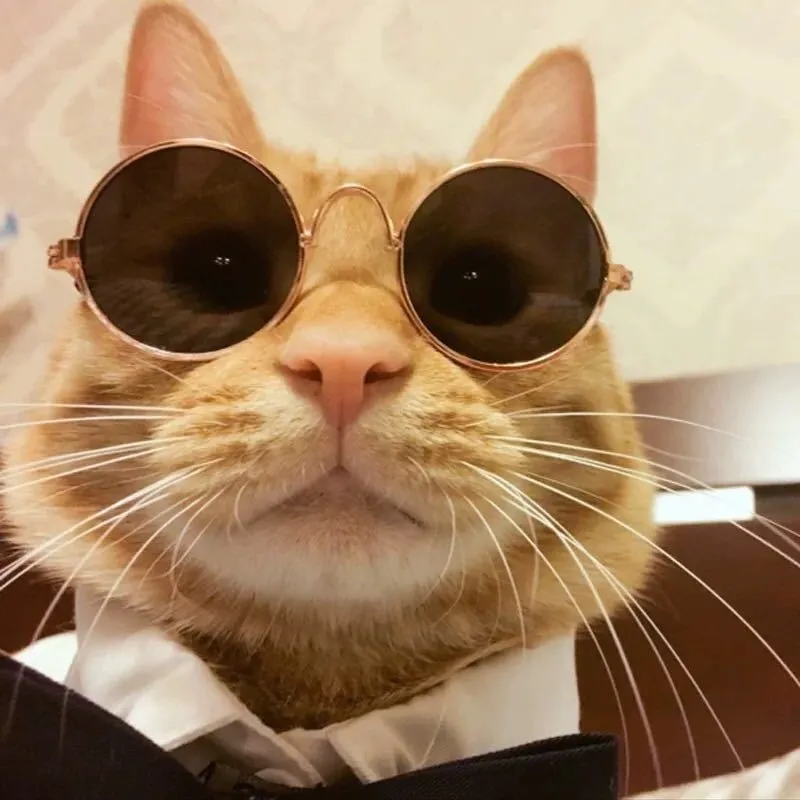 Pet Glasses Sunglasses Cat Sunglasses